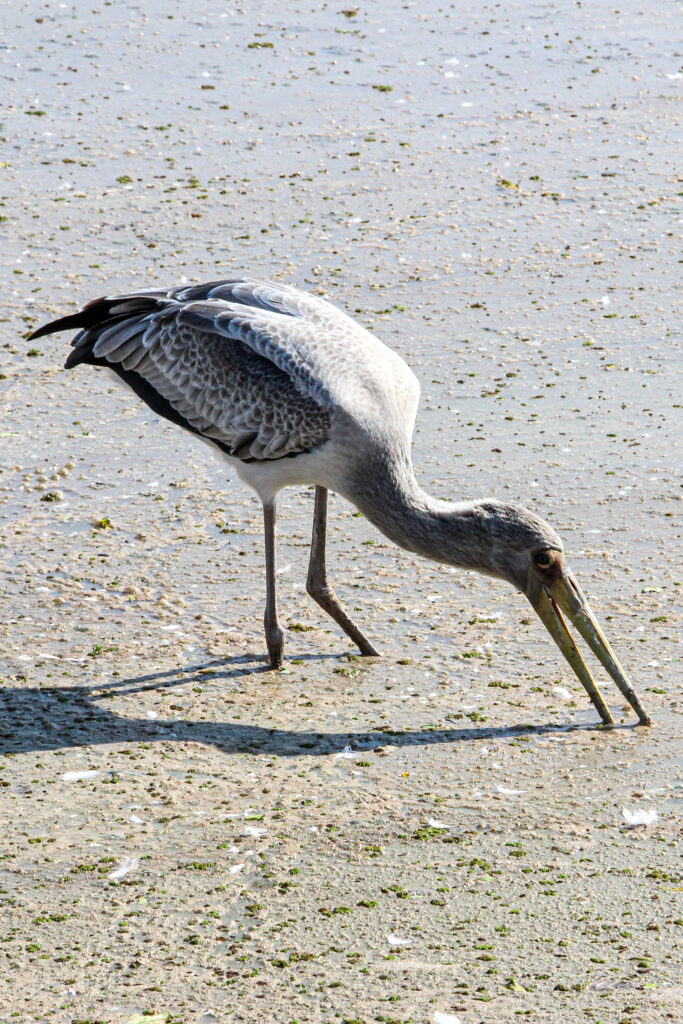 Exhibit Errance, Beauty of wildlife by Camille Massida Photography